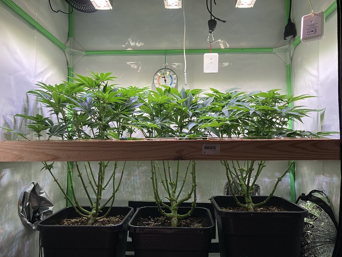 Growreport Bild 7