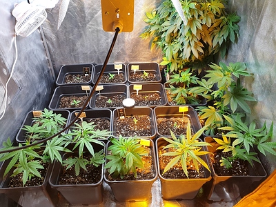 Growreport Bild 30