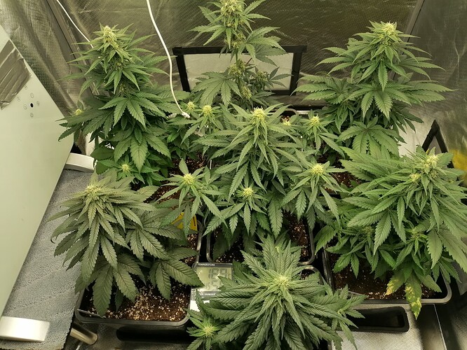 Growreport Bild 1