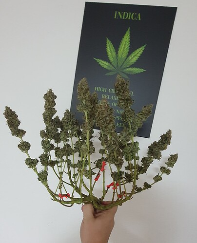 Growreport Bild 8