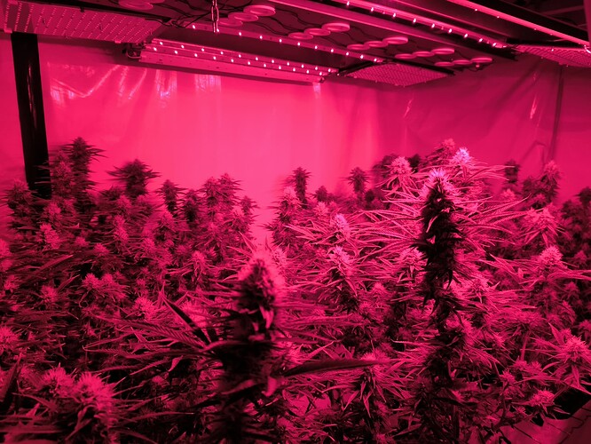 Growreport Bild 5