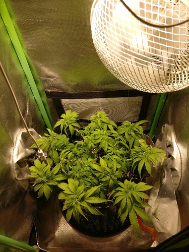 Growreport Bild 4