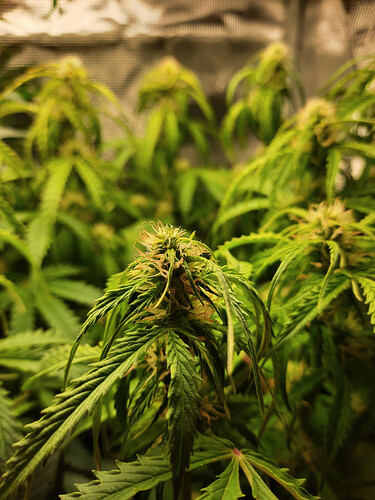Growreport Bild 5