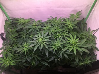 Growreport Bild 18