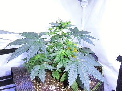 Eine junge Cannabispflanze in einem Stofftopf, die sich in der Wachstumsphase befindet. Die Pflanze hat mehrere Verzweigungen und breite, grüne Blätter.