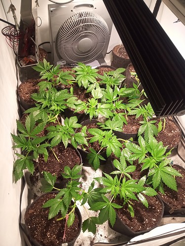 Growreport Bild 4