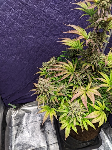 Growreport Bild 20