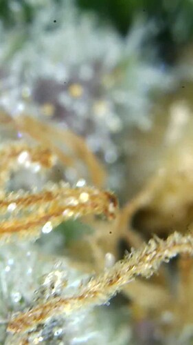 Growreport Bild 46