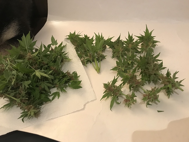 Growreport Bild 10