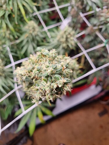 Growreport Bild 14