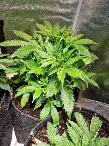 Growreport Bild 20