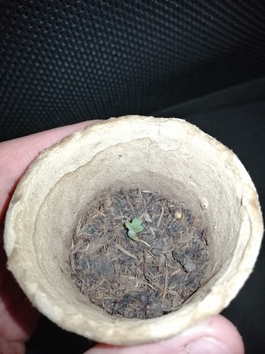 Growreport Bild 6