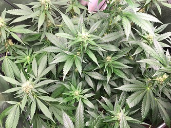 Growreport Bild 3