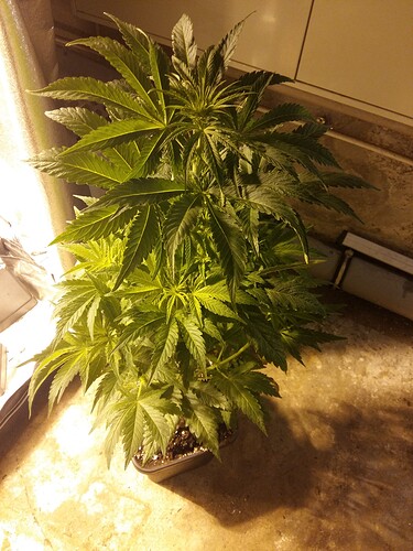 Growreport Bild 4