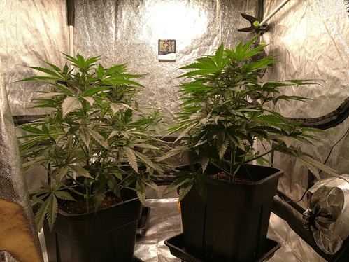 Growreport Bild 6
