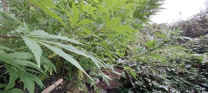 Growreport Bild 3