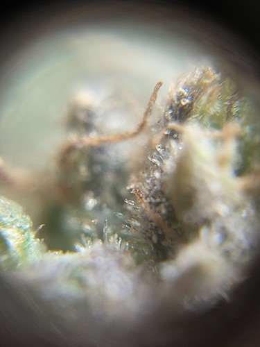 Growreport Bild 6