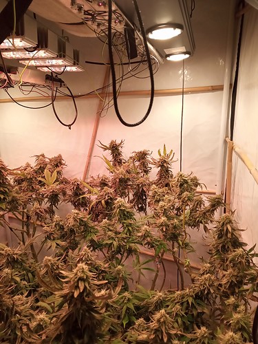Growreport Bild 34