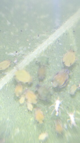 Growreport Bild 4