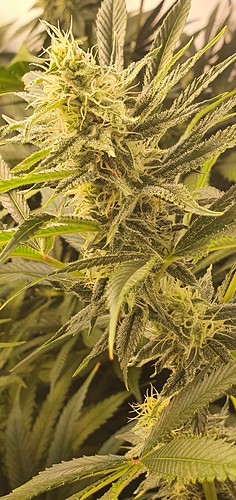 Growreport Bild 1