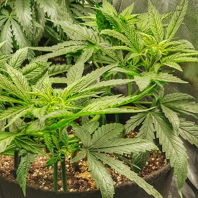 Growreport Bild 3
