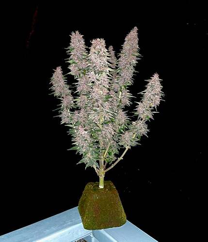 autoflower-in-one-litre-pot-chop-in-two-days-thats-a-eazy-v0-m0m51aa4p0v81