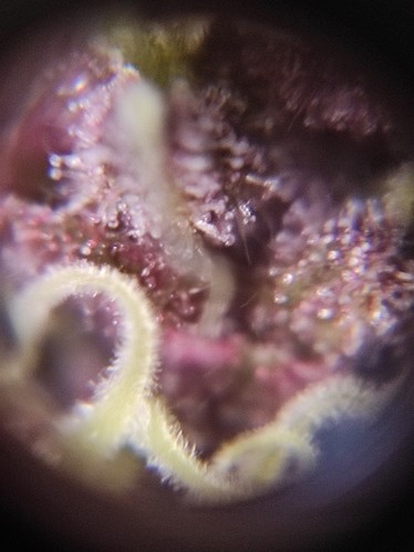 Growreport Bild 6