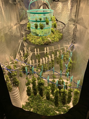 Growreport Bild 1