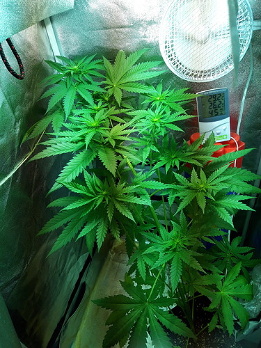 Growreport Bild 1