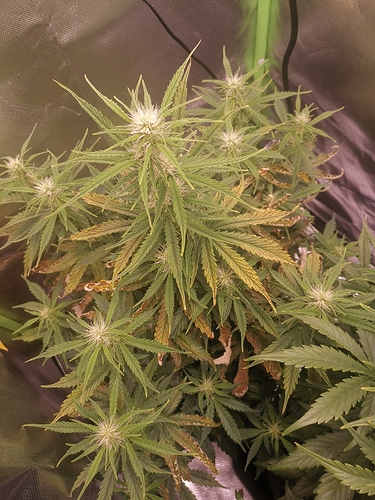 Growreport Bild 2