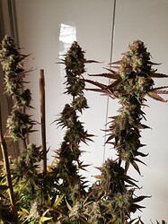 GG#2_240120-4