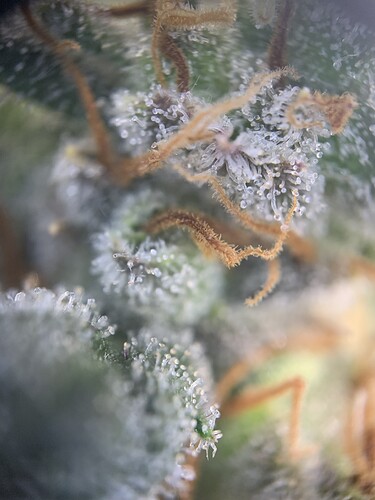 Growreport Bild 24