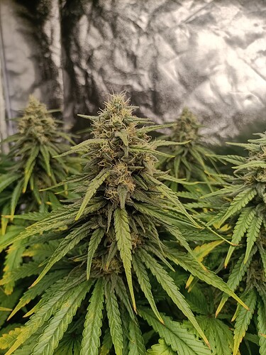 Growreport Bild 1