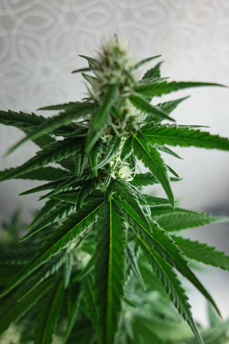 Growreport Bild 2