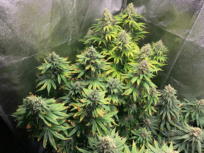 Growreport Bild 5