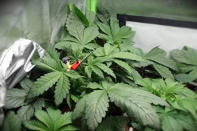 Growreport Bild 2