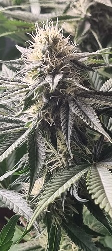 Growreport Bild 5