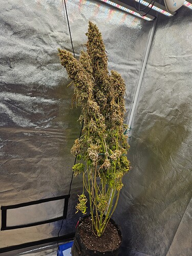 Growreport Bild 7
