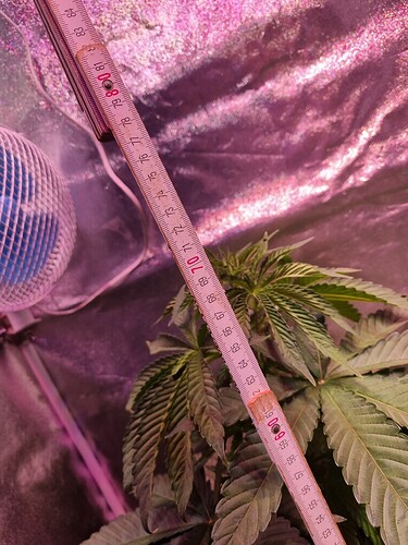 Growreport Bild 58