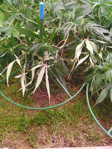 Growreport Bild 8