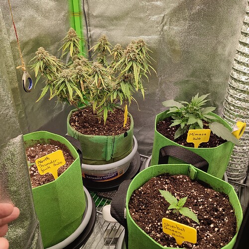 Growreport Bild 7