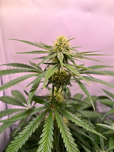Growreport Bild 26
