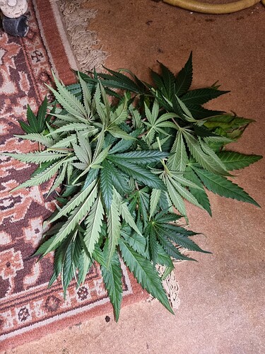 Growreport Bild 8