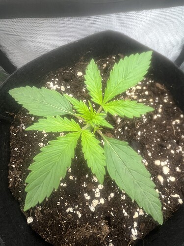 Growreport Bild 5