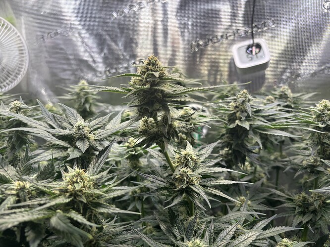 Growreport Bild 27