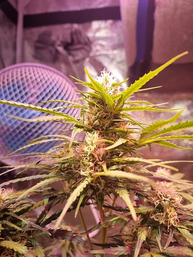 Growreport Bild 44