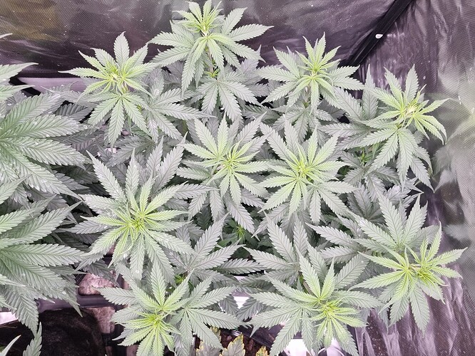 Growreport Bild 5