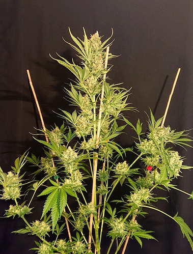 obscura1607809493232