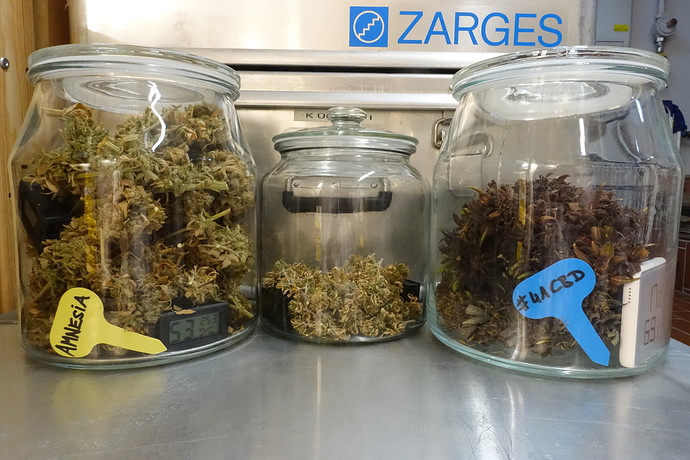 E27 Report: Mixed Auto Double - 2x SENSI Amnesia + 2x SENSI #41 CBD - by "Sensi Seeds RESEARCH"