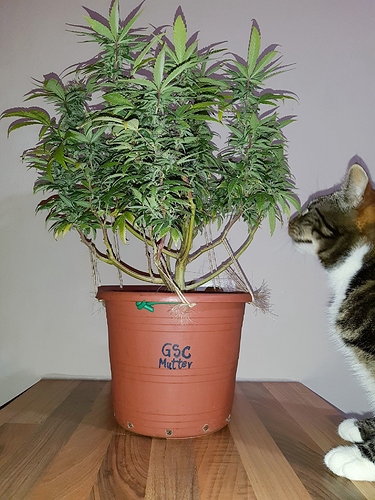 Growreport Bild 7